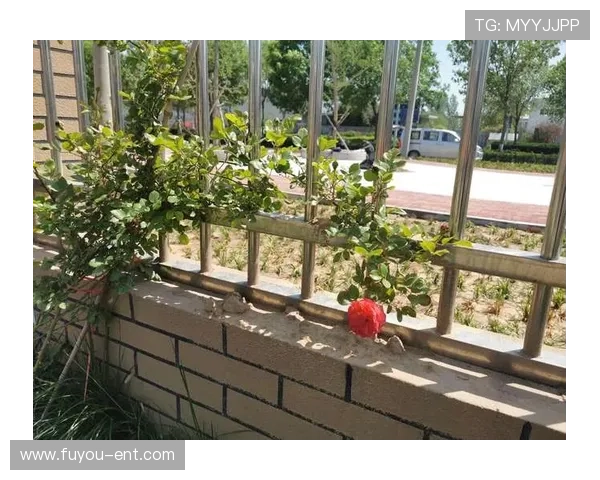 开云网站登录步骤指南让新用户快速掌握登录技巧